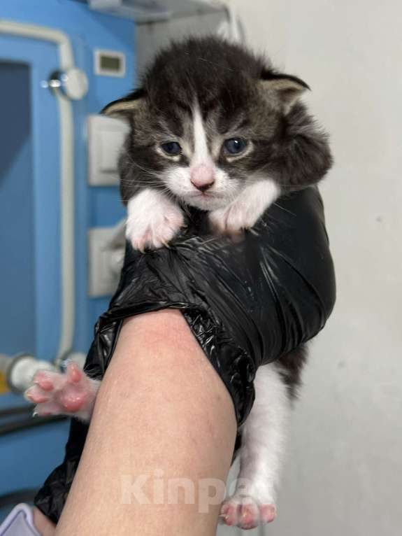 Кошки в Санкт-Петербурге: Котята-котики под бронь!! Мальчик, Бесплатно - фото 5