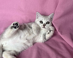 Кошки в Москве: Шотландские мраморные котята Девочка, 9 000 руб. - фото 2