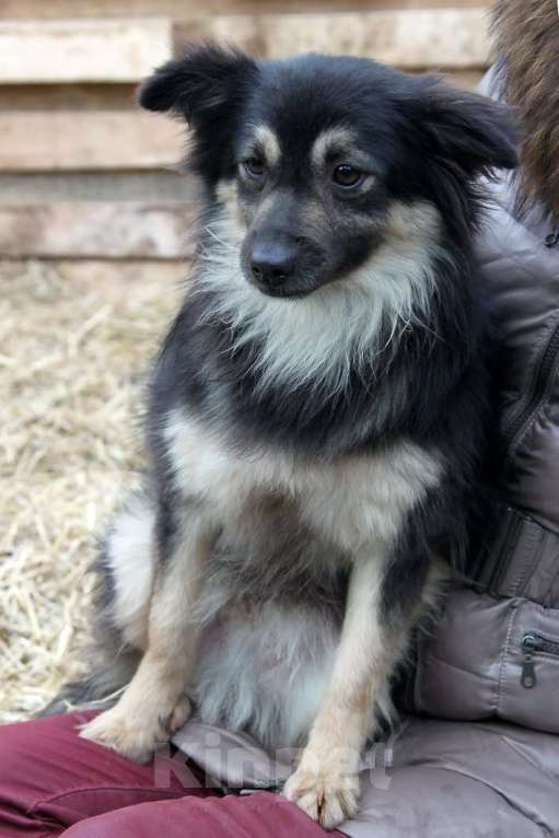 Собаки в Москве: Метис шпица пушистый пёсик Даниэль в дар Мальчик, 1 руб. - фото 4
