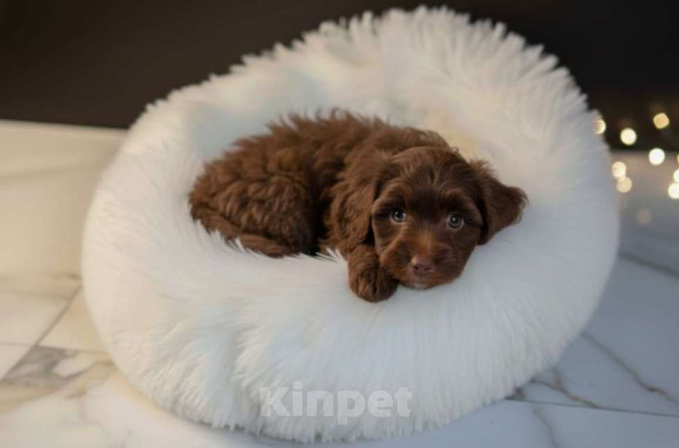 Собаки в Москве: Мальтипу F1 премиум мини Корея Мальчик, 80 000 руб. - фото 3