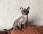 Кошки в Воронеже: Котята Европейской бурмы Девочка, 10 000 руб. - фото 1