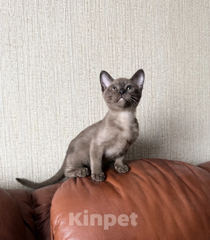 Кошки в Воронеже: Котята Европейской бурмы Девочка, 10 000 руб. - фото 1