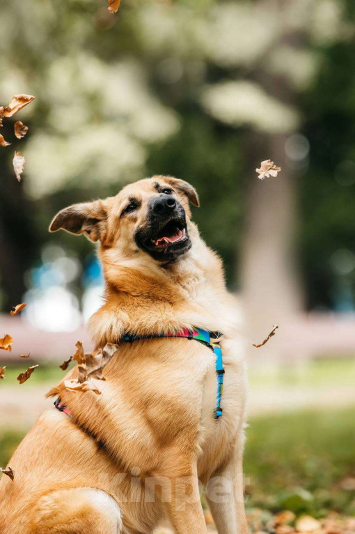 Собаки в Москве: Собака бесплатно Москва Мальчик, Бесплатно - фото 4