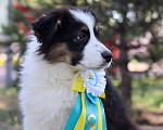 Собаки в Казани: Перспективный щенок австралийской овчарки Мальчик, 110 000 руб. - фото 1
