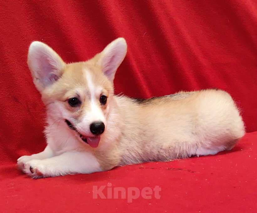 Собаки в Москве: Девочка - 3 мес.. Вельш Kоpги Пeмброк Девочка, 50 000 руб. - фото 3