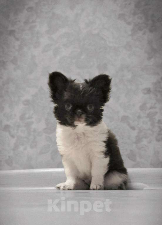 Собаки в Москве: Мальчик 3 мес, бело шоколадный Мальчик, Бесплатно - фото 5