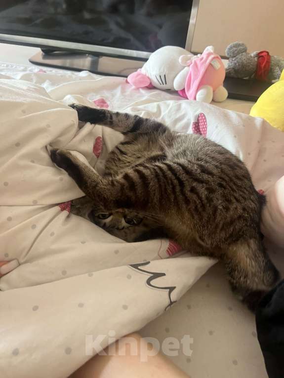 Кошки в Новосибирске: кот в добрые руки Мальчик, Бесплатно - фото 3