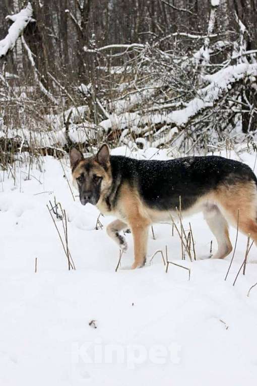 Собаки в Раменском: Мухтар ищет дом Мальчик, Бесплатно - фото 5