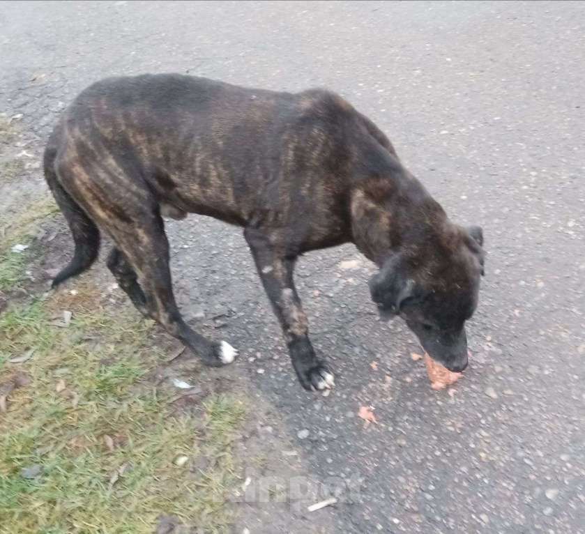 Собаки в Москве: собака (пес) Макс ищет дом Мальчик, Бесплатно - фото 8