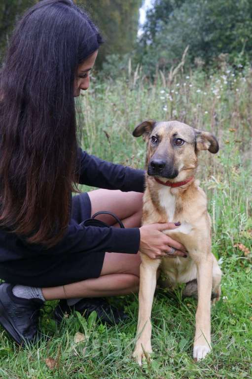 Собаки в Москве: Яся Девочка, Бесплатно - фото 23