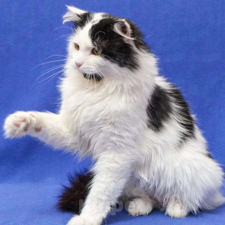 Кошки в Москве: Ласковый пушистый котик в добрые руки  Мальчик, Бесплатно - фото 3