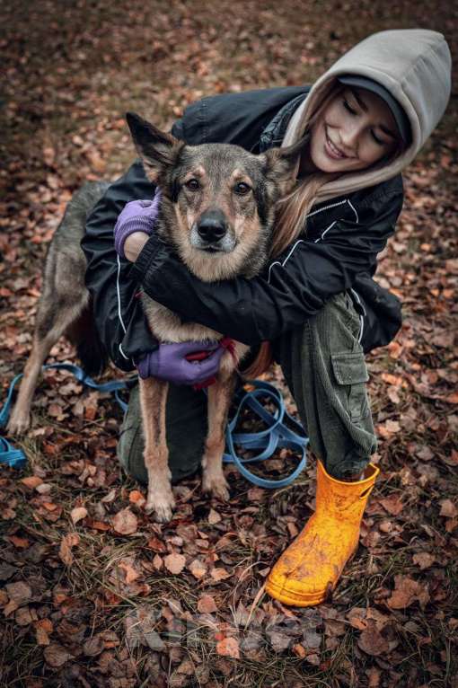 Собаки в Москве: Тайга Девочка, Бесплатно - фото 3