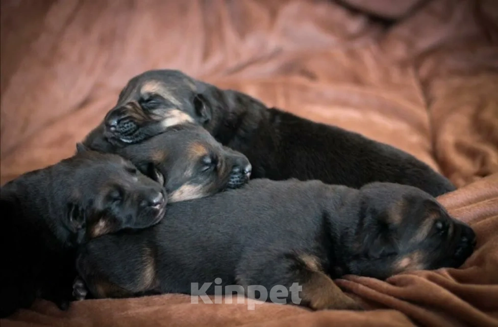 Собаки в Юрге: Немецкая овчарка (щенки) Мальчик, 70 000 руб. - фото 1