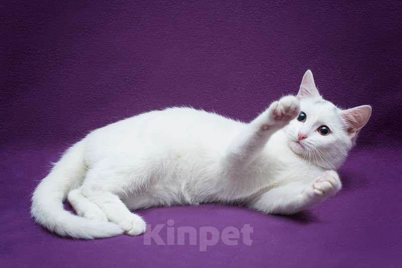 Кошки в Москве: Белый котенок Белочка в добрые руки Девочка, 1 руб. - фото 3