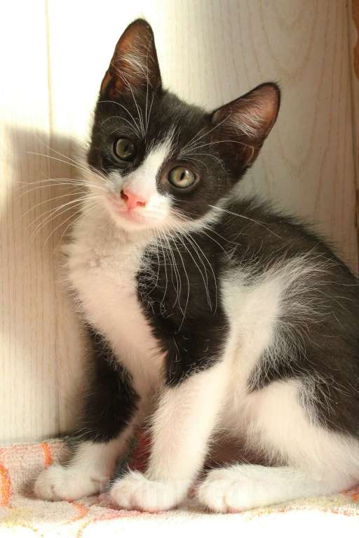 Кошки в Санкт-Петербурге: Симпатичные заводные котята Мальчик, Бесплатно - фото 10