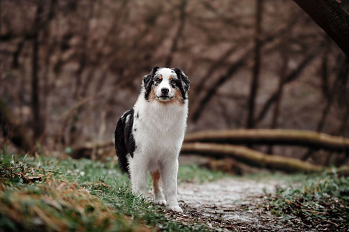 Австралийская овчарка (Аусси) подросток