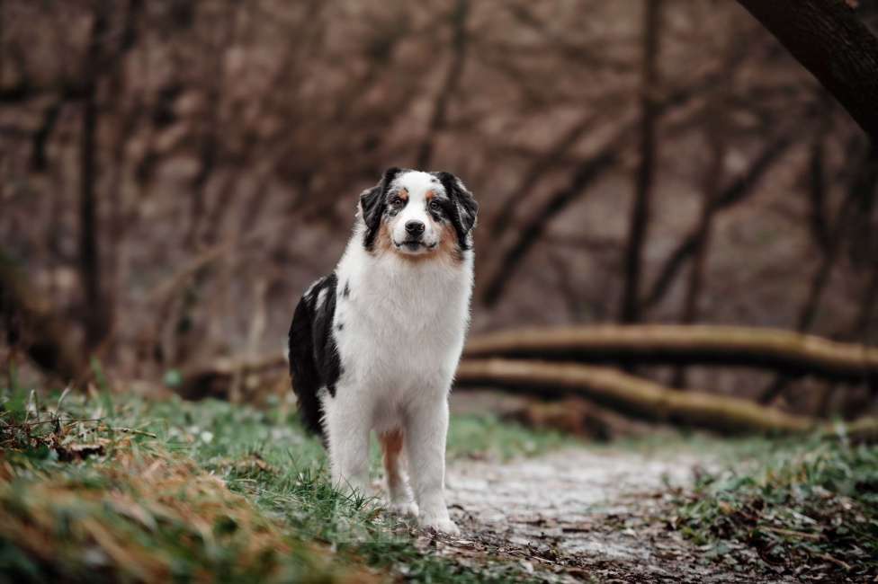 Собаки в Москве: Австралийская овчарка (Аусси) подросток Мальчик, 50 000 руб. - фото 1