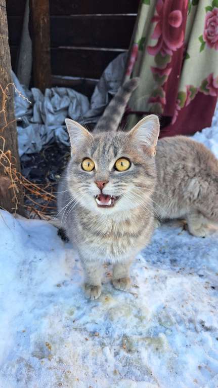 Кошки в Горном-Алтайске: Кошка ищет дом Девочка, Бесплатно - фото 2