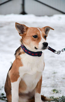 Американский булли в добрые руки