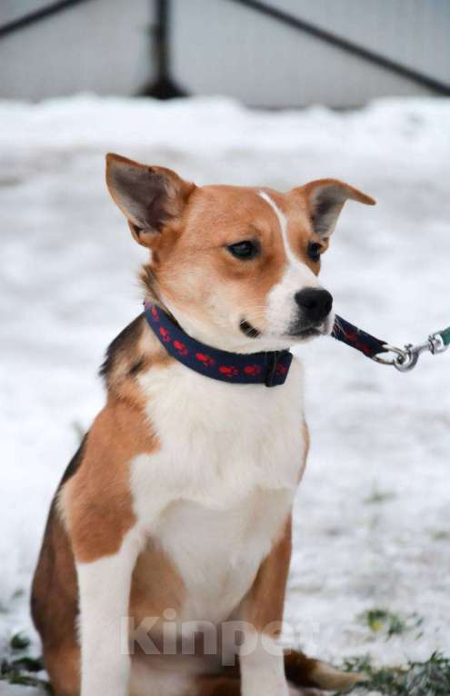 Собаки в Москве: Американский булли в добрые руки Девочка, Бесплатно - фото 1