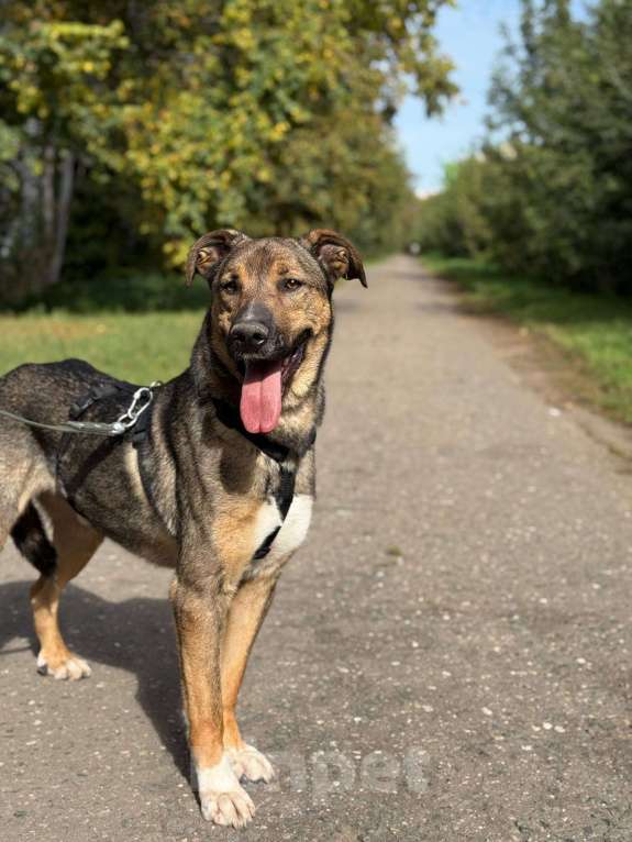 Собаки в Москве: Харви Мальчик, Бесплатно - фото 7