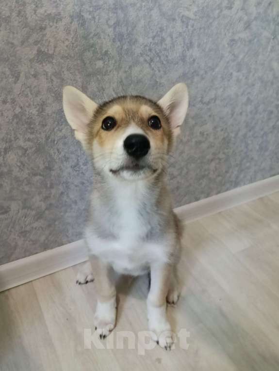 Собаки в Москве: Вульф  Мальчик, Бесплатно - фото 2