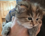 Кошки в Волгограде: Продажа котят  Девочка, 20 000 руб. - фото 2