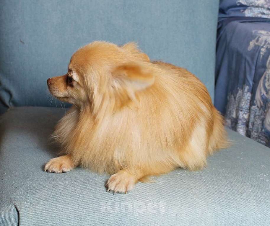 Собаки в Москве: Девочка 9 мес с документами Девочка, 25 000 руб. - фото 2