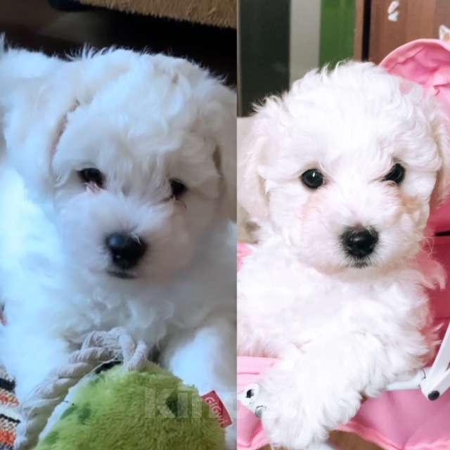 Собаки в Иркутске: ЩЕНКИ БИШОН ФРИЗЕ Мальчик, 60 000 руб. - фото 2