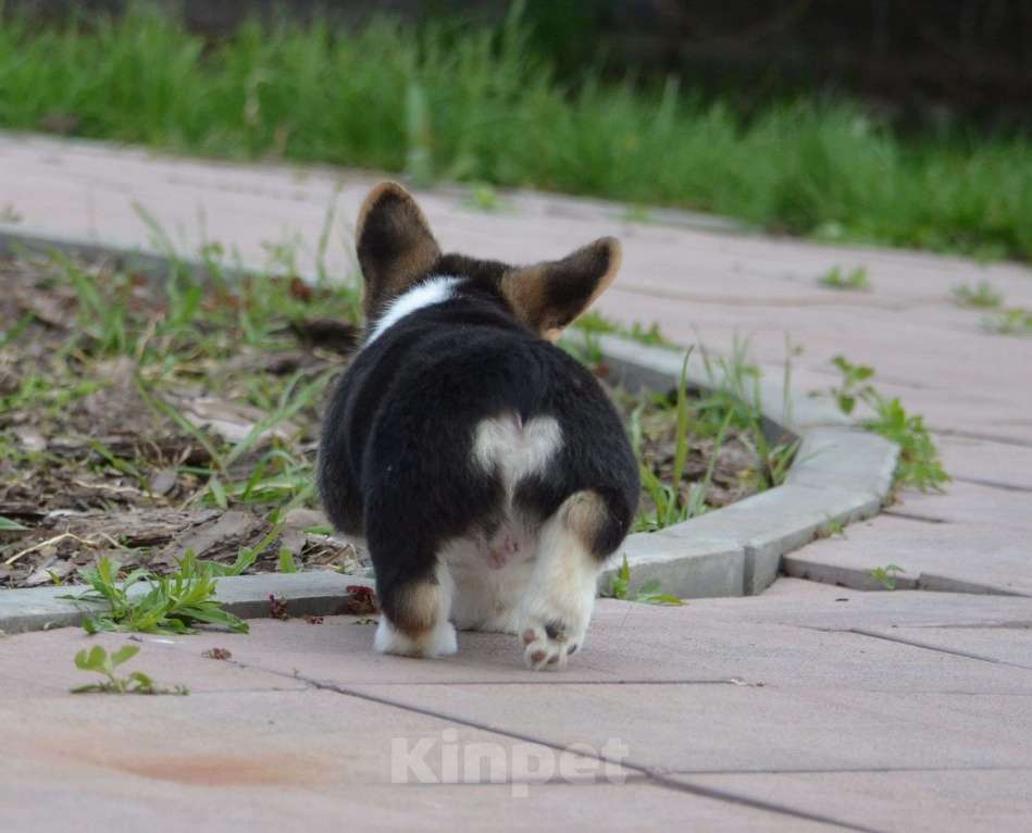 Собаки в Самаре: Великолепный щенок корги окрас триколор  Мальчик, 80 000 руб. - фото 10