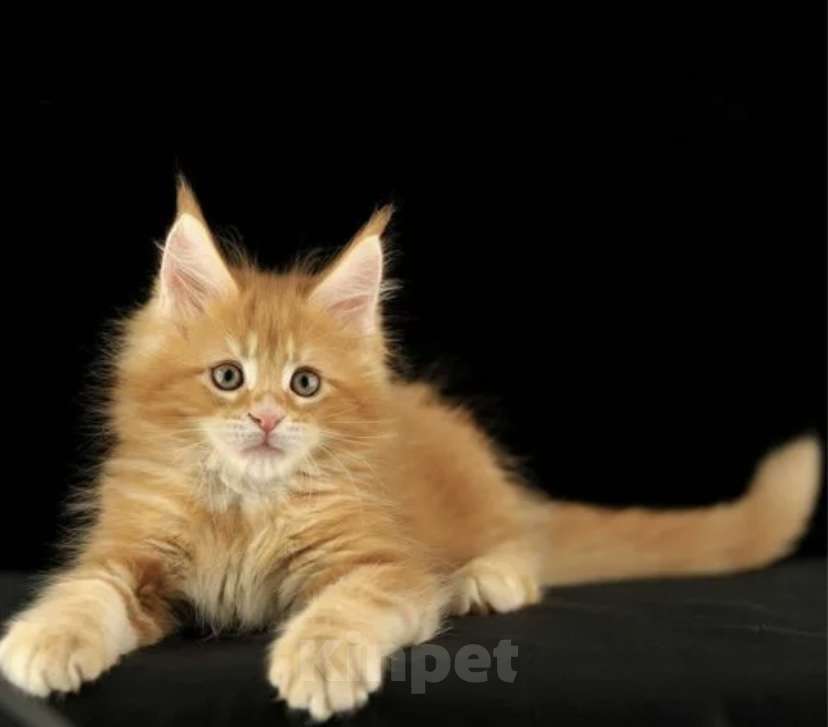 Кошки в Москве: Котёнок Мейн кун от чемпиона  Мальчик, 50 000 руб. - фото 6