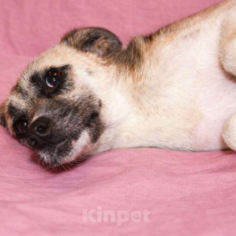 Собаки в Москве: Девочка Габби миниатюрная собачка в поисках семьи Девочка, Бесплатно - фото 7