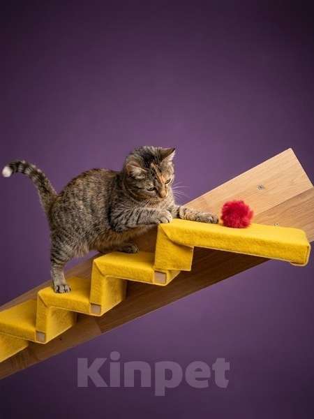 Кошки в Санкт-Петербурге: Кошечка для души Девочка, Бесплатно - фото 2