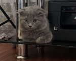 Кошки в Нытве: Котёнок, 6 500 руб. - фото 3