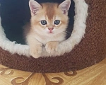 Кошки в Можайске: Продажа котят Девочка, 25 000 руб. - фото 1