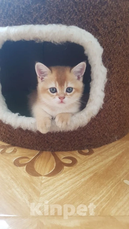 Кошки в Можайске: Продажа котят Девочка, 25 000 руб. - фото 1