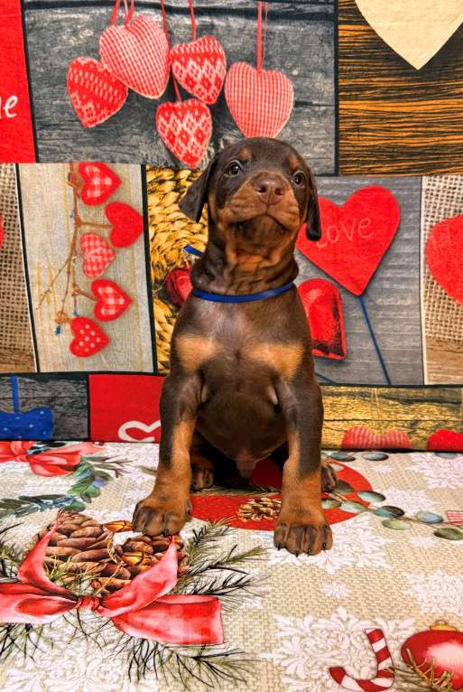 Собаки в Белгороде: Породные щенки добермана Девочка, 90 000 руб. - фото 3