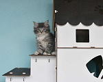 Кошки в Москве: Сибирские котята Девочка, Бесплатно - фото 2