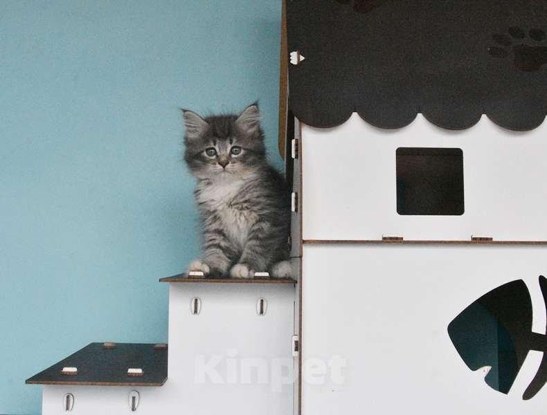 Кошки в Москве: Сибирские котята Девочка, Бесплатно - фото 2
