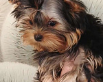 Собаки в Кирове: Щенки Йорки Мальчик, Бесплатно - фото 3