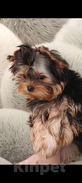 Собаки в Кирове: Щенки Йорки Мальчик, Бесплатно - фото 3