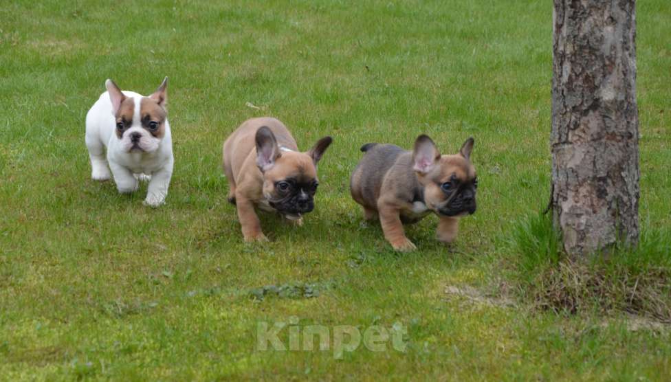 Собаки в Твери: Малышка французского бульдога Девочка, 35 000 руб. - фото 6