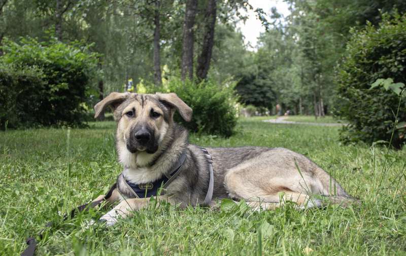 Собаки в Москве: Умнейший щенок метис овчарки Джек в добрые руки Мальчик, Бесплатно - фото 5