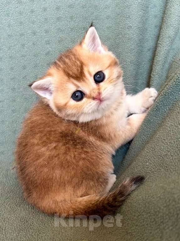 Кошки в Москве: Девочка Золотая плюшевая шиншилла Девочка, 25 000 руб. - фото 3