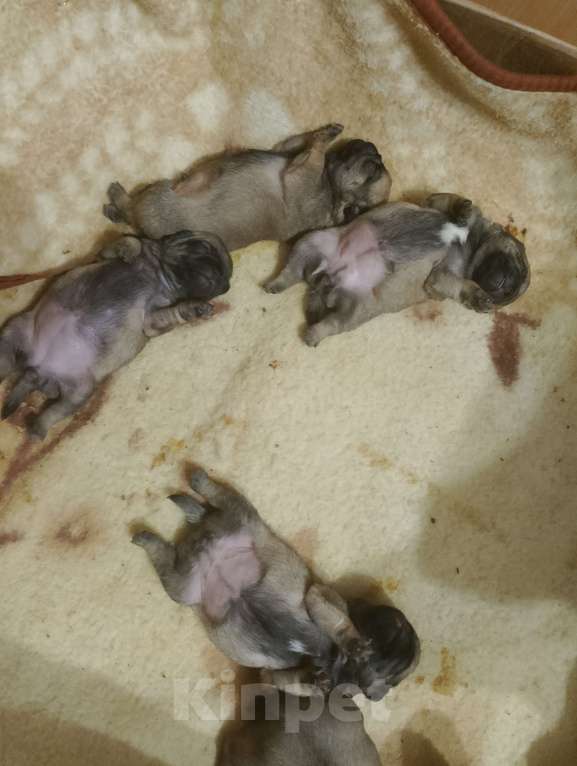 Собаки в Волгограде: Шенки мопс  Девочка, 25 000 руб. - фото 7