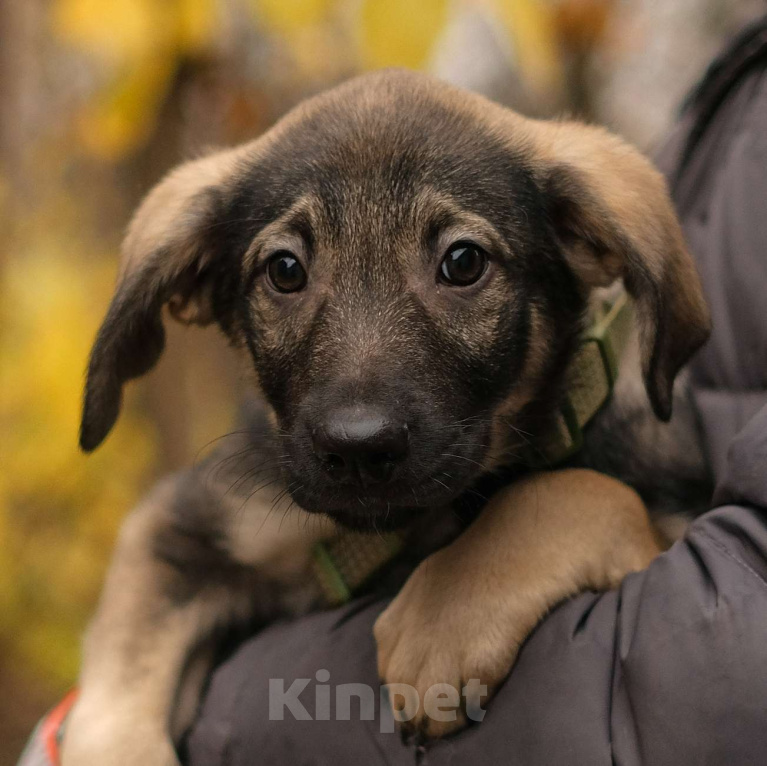 Собаки в Санкт-Петербурге: Мальчик 2 Мальчик, Бесплатно - фото 1