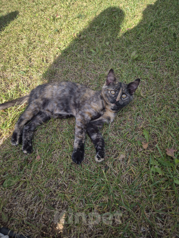 Кошки в других городах Московской области: Маленький котенок  Девочка, Бесплатно - фото 2