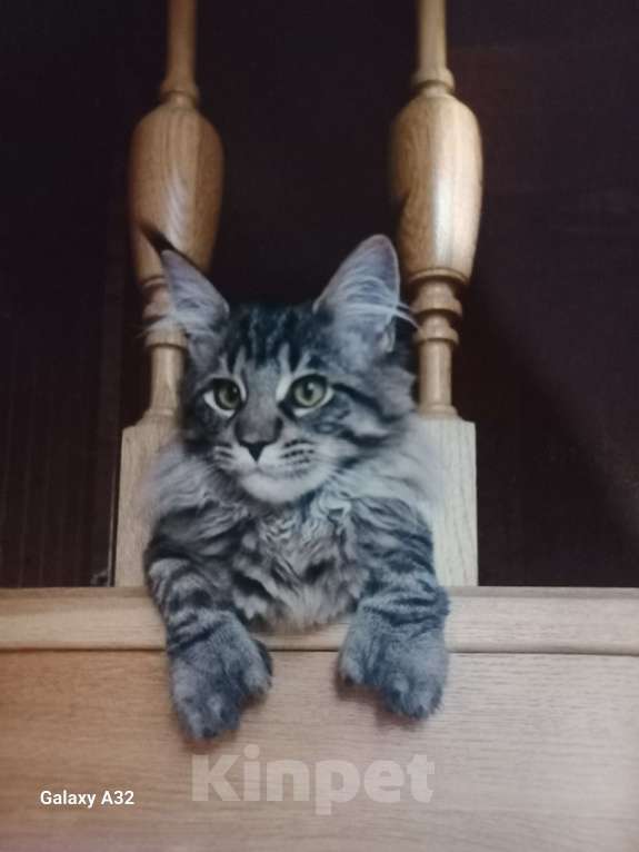 Кошки в других городах Ленинградской области: Котенок в "руковичках" Девочка, 25 000 руб. - фото 6