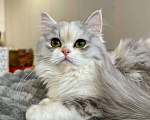 Кошки в Новосибирске: Шотландская прелесть  Девочка, 40 000 руб. - фото 6