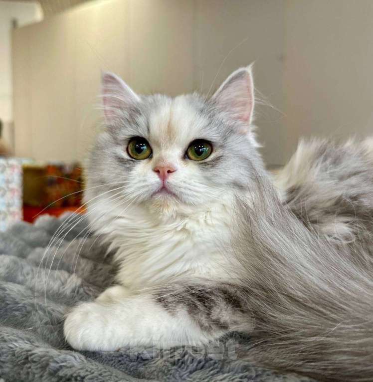 Кошки в Новосибирске: Шотландская прелесть  Девочка, 40 000 руб. - фото 6